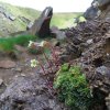 saxifraga paniculata miller